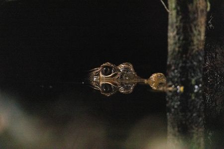 A dwarf crocodile raises its head above a forest pool in Gabon. (National Geographic/Clement Kiragu)