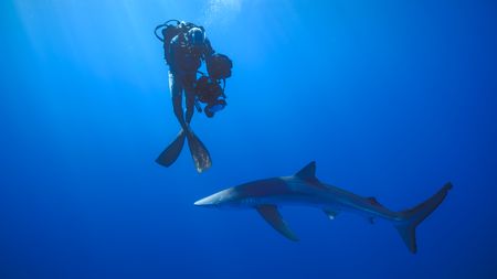 Host, Bertie Gregory, filming a blue shark.  (credit: National Geographic/Jeff Hester)