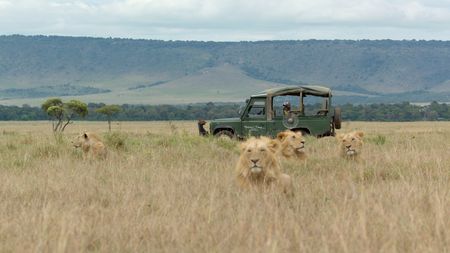 Researcher Alice Owen sits in the spotter vehicle, recording the sounds of Kio and his brothers at rest. (National Geographic/Rolf Steinmann)