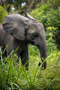 Forest elephants have been heavily poached for years for their ivory.  (National Geographic for Disney/Fleur Bone)