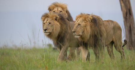 Orkitok, Olepolos, and Osapuk move together through the grassland, the three males clearly reinforcing their dominance over the territory. (National Geographic)