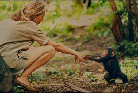 Gombe, Tanzania - Jane Goodall and infant chimpanzee Flint reach out to touch each other's hands. Flint was the first infant born at Gombe after Jane arrived. With him she had a great opportunity to study chimp development—and to have physical contact, which is no longer deemed appropriate with chimps in the wild. The feature documentary JANE will be released in select theaters October 2017. (National Geographic Creative/ Hugo van Lawick)