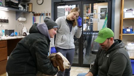 Owner Aurora Urwiler, vet tech Laurel Driver, and Dr. Ben Schroeder examine one of Aurora's goats, Adeline, that has been foaming at the mouth. (National Geographic)