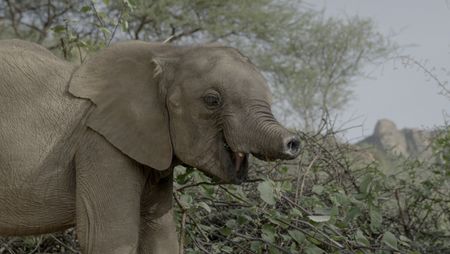 Long'uro and friends at Reteti Elephant Orphanage in Northern Samburu. They were all rescued from life threatening situations and brought to this community run sanctuary. They are now are being raised together until they are old enough to go back to the wild. Long'uro lost his trunk after he fell into a well and was attacked by a hyena. With the help of his friends at the orphanage, he has adapted to life without his trunk and is thriving. (National Geographic for Disney/Josh Tarr)
