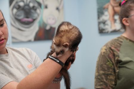 Noodle, the ferret, is in for possible worms. But Dr. Hodges finds something else going on. (National Geographic for Disney/Felix Rojas)