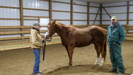 Logan McClelland comforts his horse Stylin' while Dr. Ben Schroeder waits to get a sample from a swollen lump. (National Geographic)