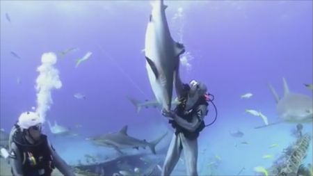 A scuba diver holds shark upside down underwater as an example of tonic immobility. (National Geographic)