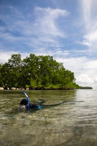 Octopus researcher, Dr. Crissy Huffard, on a scouting snorkel for Algae octopus (Abdopus aculeatus) in Bunaken Marine Park.  (photo credit: National Geographic/Annabel Robinson)