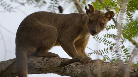 A female fossa on top of her chosen mating tree. (National Geographic)