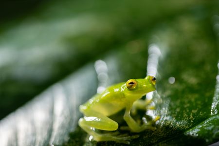 A glass frog perched on a leaf. (National Geographic/Matt Langbehn)