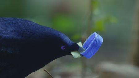 A male satin bowerbird hold a blue bottletop in his beak to decorate the front of his bower in Australia.(BBC Motion Gallery - BBC Natural History/Getty Images)