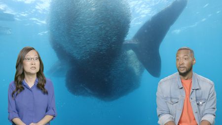 Comedians Helen Hong and Keon Polee watch in wonder as a whale shark feeds on a bait ball in Western Australia. (National Geographic)