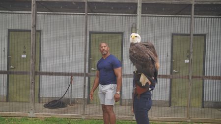 Christian Cooper admires Independence, Auburn's honorary War Eagle, before her pre-gameday flight practice. (National Geographic for Disney)