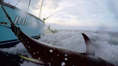 Gloucester, MA - Hot Tuna boat with two bluefin tuna tethered. (PFTV)