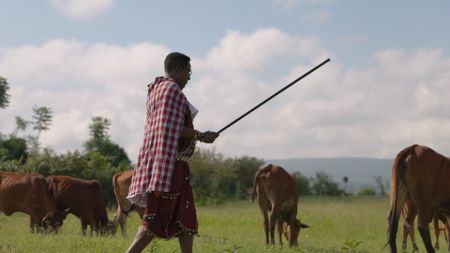 Nelson Ole Reiyia carries a long staff among grazing cattle. (National Geographic)
