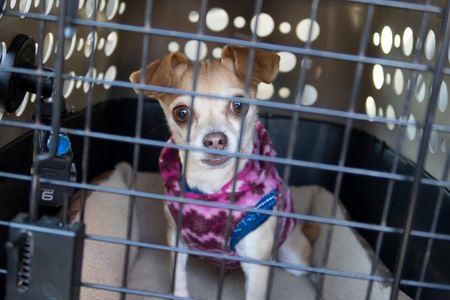Chi chi is a new rescue and appears to have come with a little extra surprise! Her owners took her to PVS to get it checked out. (National Geographic/Bobby Falcon-Hart)