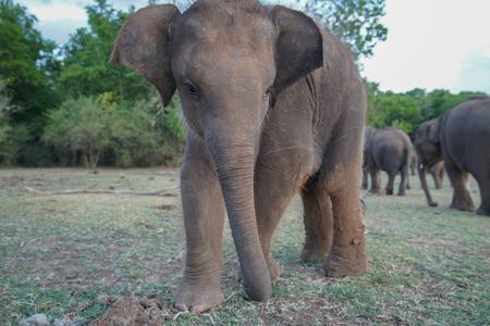 An Asian elephant learns to mimic that of it's mother, and looks for a playmate. (National Geographic for Disney/Jasper Schofield)