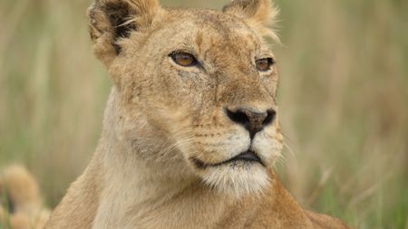 Summer watches something in the distance, alert and focused, sensing a potential opportunity. (National Geographic/Rolf Steinmann)