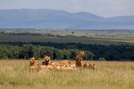 Summer stands fully alert while Kio and his brothers rest around her. (National Geographic/Alex Walters)
