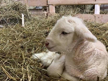 One of the newly born lambs of the Pol family's Merino sheep rests on a pile of hay in the lambing pen. (National Geographic)