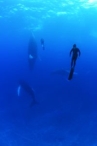 Two crew divers swimming underwater with three humpback whales. (National Geographic/James Loudon)