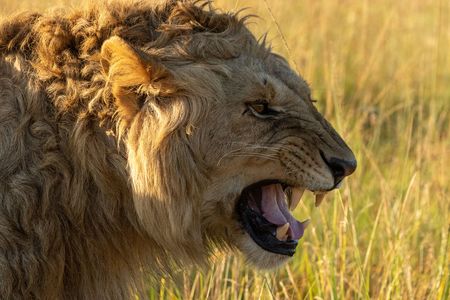 Kio’s brother Nzuri in a flehmen position. (National Geographic/Claire Arthur)
