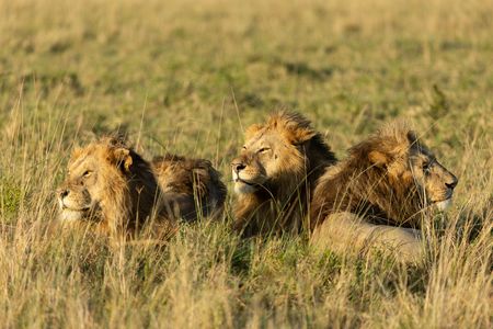 Four of Kio's brothers resting in the grassland. (National Geographic/Simon Blakeney)