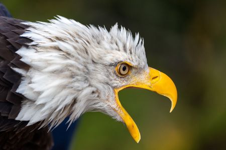 An adult male bald eagle calling out. (National Geographic for Disney/Maia Sherwood-Rogers)