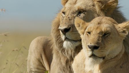 Ukingo stands guard over one of the pride's females. (National Geographic/Sophie Darlington)