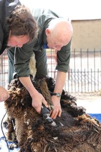 Charles Pol holds down one of the Merino sheep as Dr. Pol shears the sheep's wool at the Pol family's farm. (National Geographic)