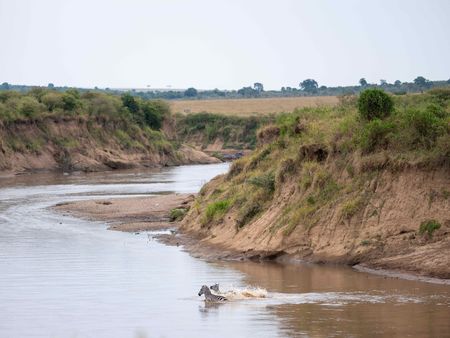 Zebras brave the crossing of the Mara River in Maasai Mara, Kenya. (National Geographic for Disney/David Chancellor)