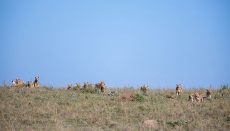 Members of Summer's Pride stand along the edge of the ridge within their territory. (National Geographic/Simon Blakeney)
