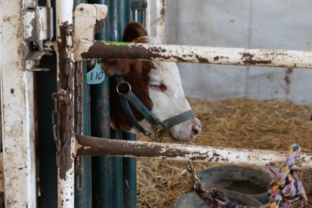 Gypsy, a cow with recurring rumen bloat, stands in a cattle chute, waiting to be examined. (National Geographic)
