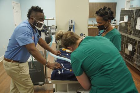 Dr. Hodges discusses the plan of action for surgery on Lenny, the dog. (National Geographic for Disney/Sean Grevencamp)