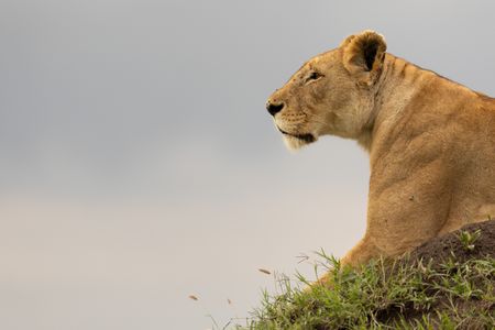 Summer sits alone on a mound, relaxed and surveying her surroundings. (National Geographic/Simon Blakeney)