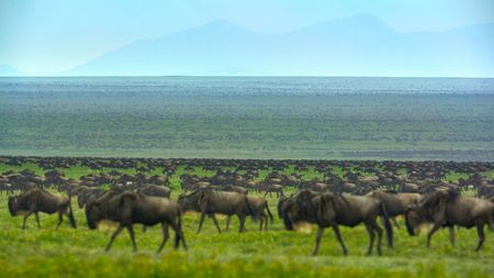 A large heard of wildebeest stretch as far as the eye can see across the plains.  (credit: National Geographic/Tom Walker)