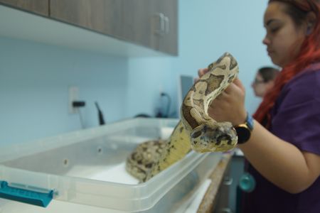 Vet tech Tyra holds Nestle, the Boa Constrictor. (National Geographic for Disney/Sean Grevencamp)