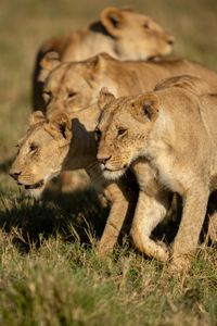 A few members of Summer's Pride walk purposefully through the grassland. (National Geographic/Simon Blakeney)