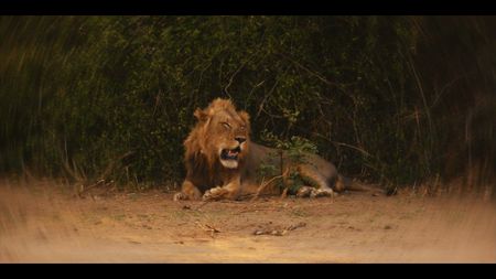 Lion on Safari. ABC News Studios’ “Trophy Wife: Murder on Safari”
