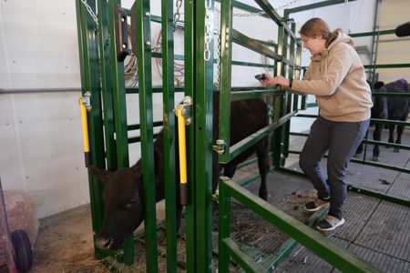 Vet tech Laurel Driver shaves off clusters of painful cockleburs, embedded in the hide of a bull calf. (National Geographic)