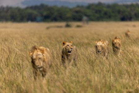 Kio, second in line, walks in single file with his brothers through the long grass, looking up as he moves. (National Geographic/Simon Blakeney)
