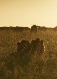 Young male lions watch a buffalo herd. (National Geographic/Sophie Darlington)