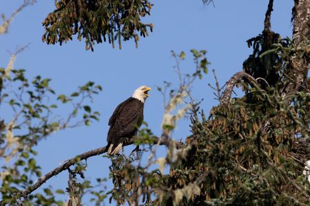 A bald eagle calls from its perch. (National Geographic for Disney/Brendan Cornelissen)