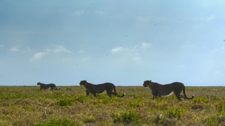 Three adult cheetah walk through the plains of the Serengeti with small birds flying overhead in the blue sky.  (credit: National Geographic/Tom Walker)
