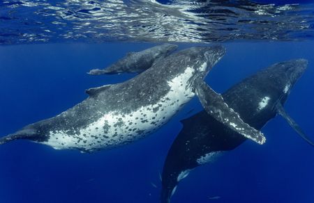 A family of Humpback whales swimming along the coast of Niue are observed during the National Geographic Pristine Seas expedition.  National Geographic Pristine Seas, in collaboration with the Governments of Niue (GON) and Tofia Niue, embarked on a scientific survey to document marine biodiversity in the small island nation known for its crystal-clear waters teeming with sea life—from humpback whales, gray reef sharks, 80-pound groupers, and other marine life. Located in the South Pacific, 1,300 miles northeast of New Zealand between Fiji, Samoa and Tonga, Niue is one of the largest elevated coral atolls in the world. The Pristine Seas Niue expedition is the third stop on The Global Expedition, an ambitious five-year collaboration with central and western Pacific Island nations. (National Geographic/Manu San Félix)