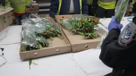 A CBP officer examines flower bouquets found in a shipment, for agriculture violations. in Miami, Fla. (National Geographic)