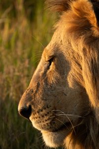 A closeup on one of Kio's brothers. (National Geographic/Claire Arthur)