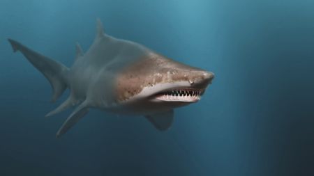 A GFX Sand Tiger shark swimming into the shark studio lab. (National Geographic)