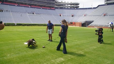 Christian Cooper assists rator trainer, Amanda Sweeney, with Independence's pre-gameday flight practice. (National Geographic for Disney)