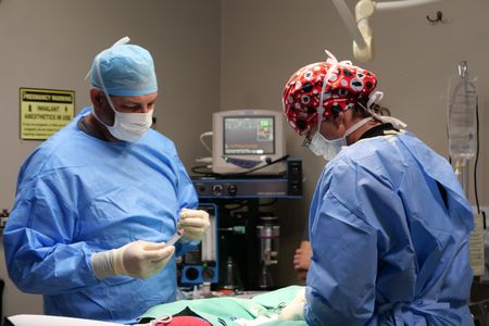 Drs. Ben and Erin Schroeder perform surgery on Franklin in an attempt to remove the small foam ball from his stomach. (National Geographic)
